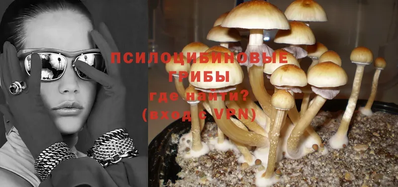 Псилоцибиновые грибы Cubensis  гидра как войти  Конаково 