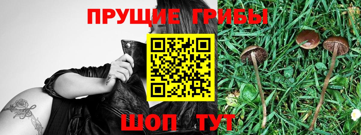 где купить   Конаково  Галлюциногенные грибы Psilocybine cubensis 